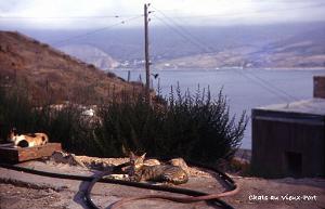 MERS EL KEBIR B LES CHATS DU VIEUX PORT